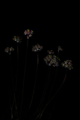 small Allium canariense.f.jpg