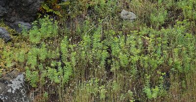 Euphorbia azorica.1.jpg