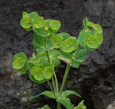 Euphorbia azorica.3.jpg
