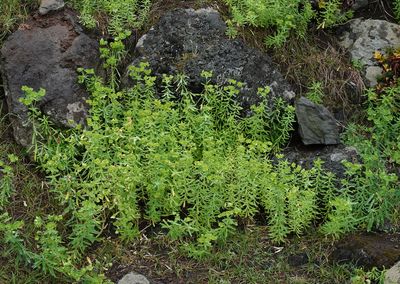Euphorbia azorica.jpg