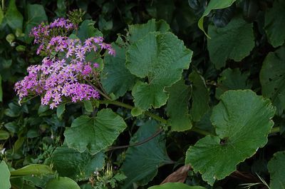 Pericallis malvifolia.4.jpg