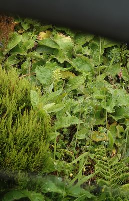 Platanthera azorica seen from the car windown.jpg