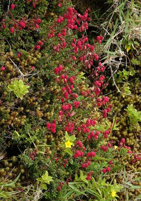 Daboecia azorica. Red form.1.jpg