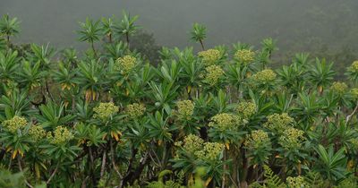 Euphorbia stygiana.7.jpg