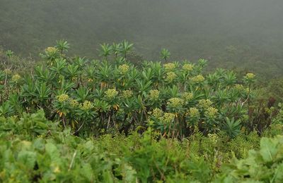 Euphorbia stygiana.8.jpg