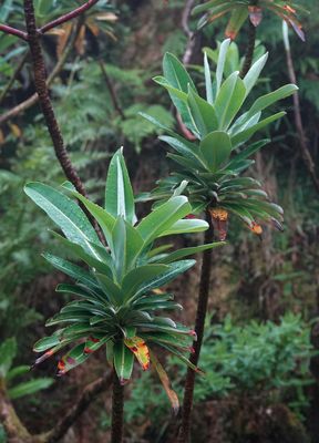 Euphorbia stygiana.jpg