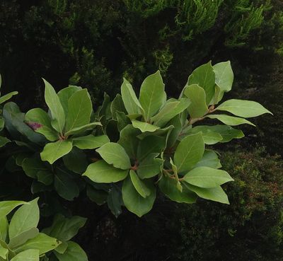 Laurus azorica.jpg