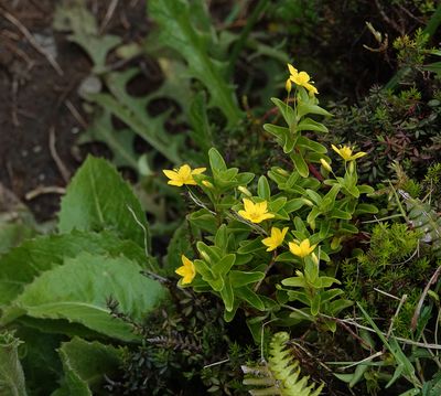 Lysimachia azorica.jpg