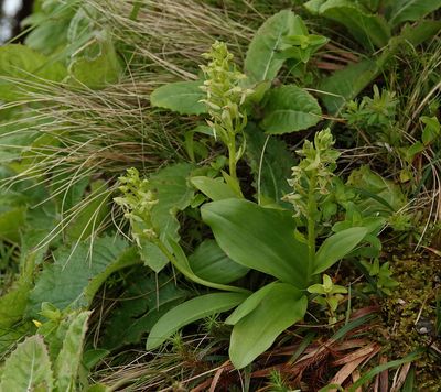 Platanthera azorica.2.jpg