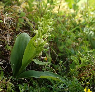 Platanthera azorica.3.jpg