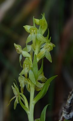 Platanthera azorica.Close-up.jpg