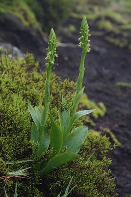 Platanthera pollostantha.4.jpg