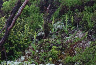Platanthera pollostantha.jpg