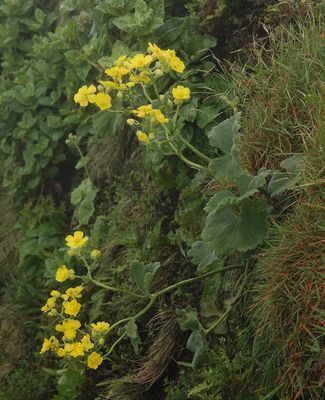 Ranunculus cortusifolius.2.jpg