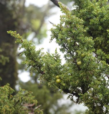 Juniperus brevifolia.jpg