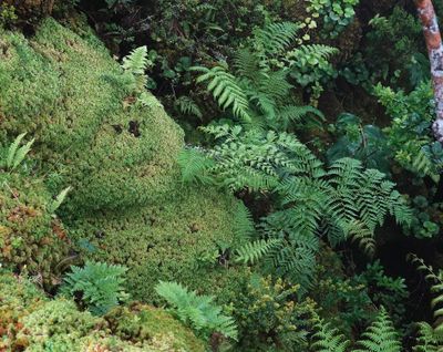 mosses and ferns.jpg