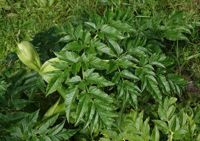 Angelica lignescens. Foliage.2.jpg