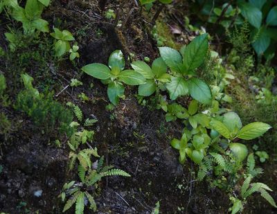 Hydrangea seedlings.jpg