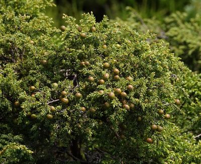 Juniperus brevifolia. Closer.jpg