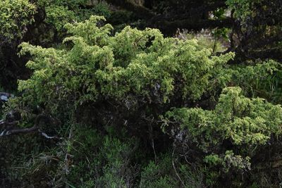 Juniperus brevifolia.3.jpg