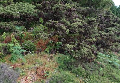 vegetation Terceira.jpg