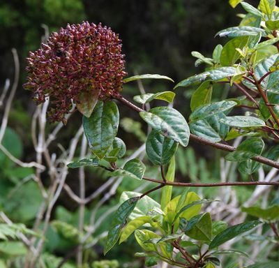 Viburnum treleasei.jpg