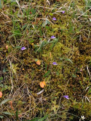 Pinguicula vulgaris.2.jpg