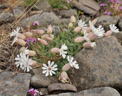 Silene uniflora.jpg