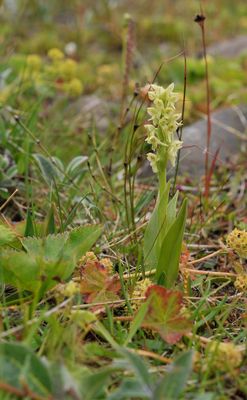 Platanthera hyperborea.2.jpg