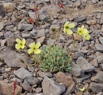 Papaver radicatum.jpg