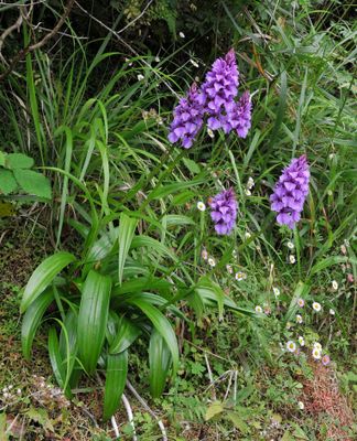 Dactylorhiza foliosa