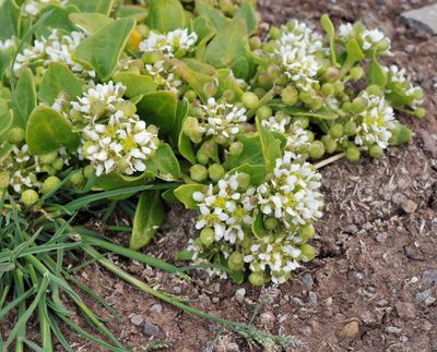 Cochlearia officinalis. Closer.jpg