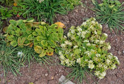 Cochlearia officinalis.jpg