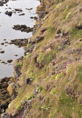 Silene uniflora habitat.jpg