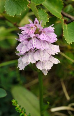 Dactylorhiza maculata. Close-up.jpg