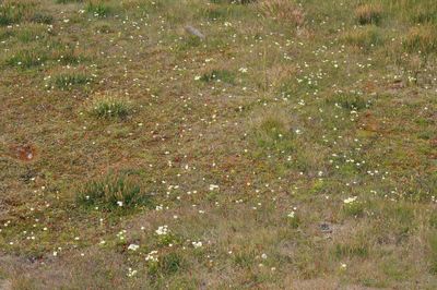 Parnassia palustris habitat.jpg