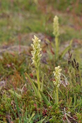 Platanthera hyperborea.2.jpg