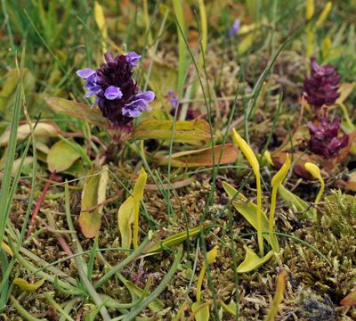 Ophioglossum azoricum and Prunella vulgaris.jpg