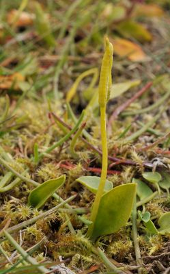 Ophioglossum azoricum.2.jpg