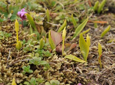 Ophioglossum azoricum.5.jpg