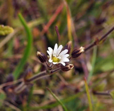 Cerastium fontanum.3.jpg