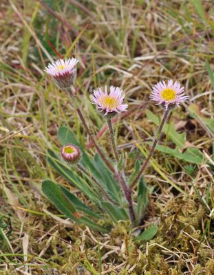 Erigeron borealis.jpg