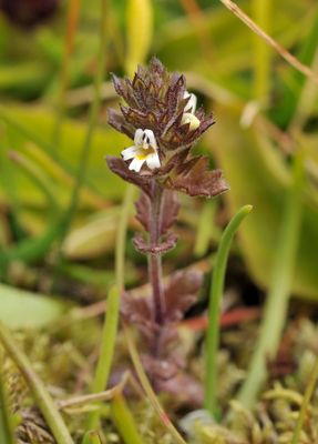 Euphrasia frigida. Closer.jpg