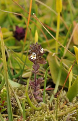 Euphrasia frigida.jpg