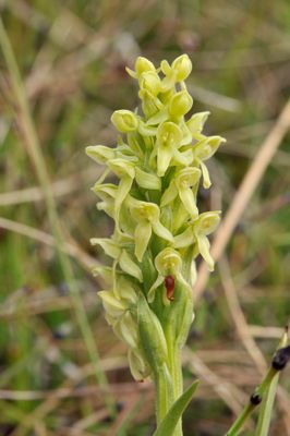 Platanthera hyperborea. Closer.jpg