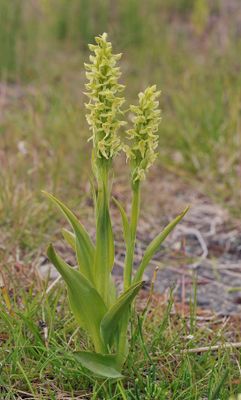 Platanthera hyperborea.13.jpg