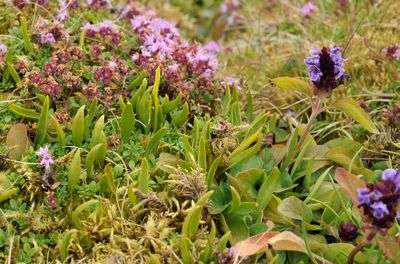 thermal vegetation.6.jpg