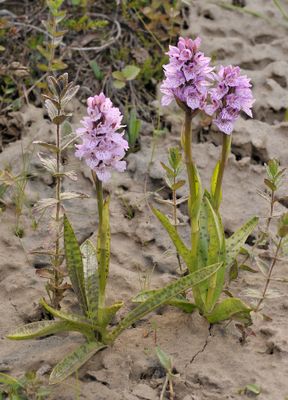 Dactylorhiza maculata.9.jpg