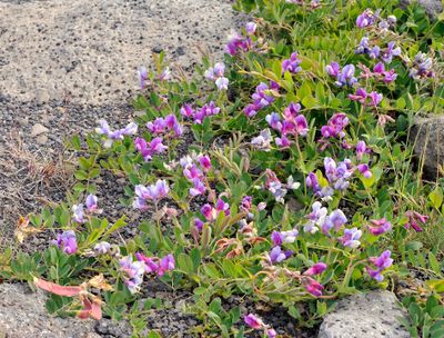 Lathyrus japonicus var. maritimus. 2.jpg