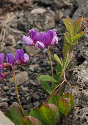 Lathyrus japonicus var. maritimus. Closer.jpg